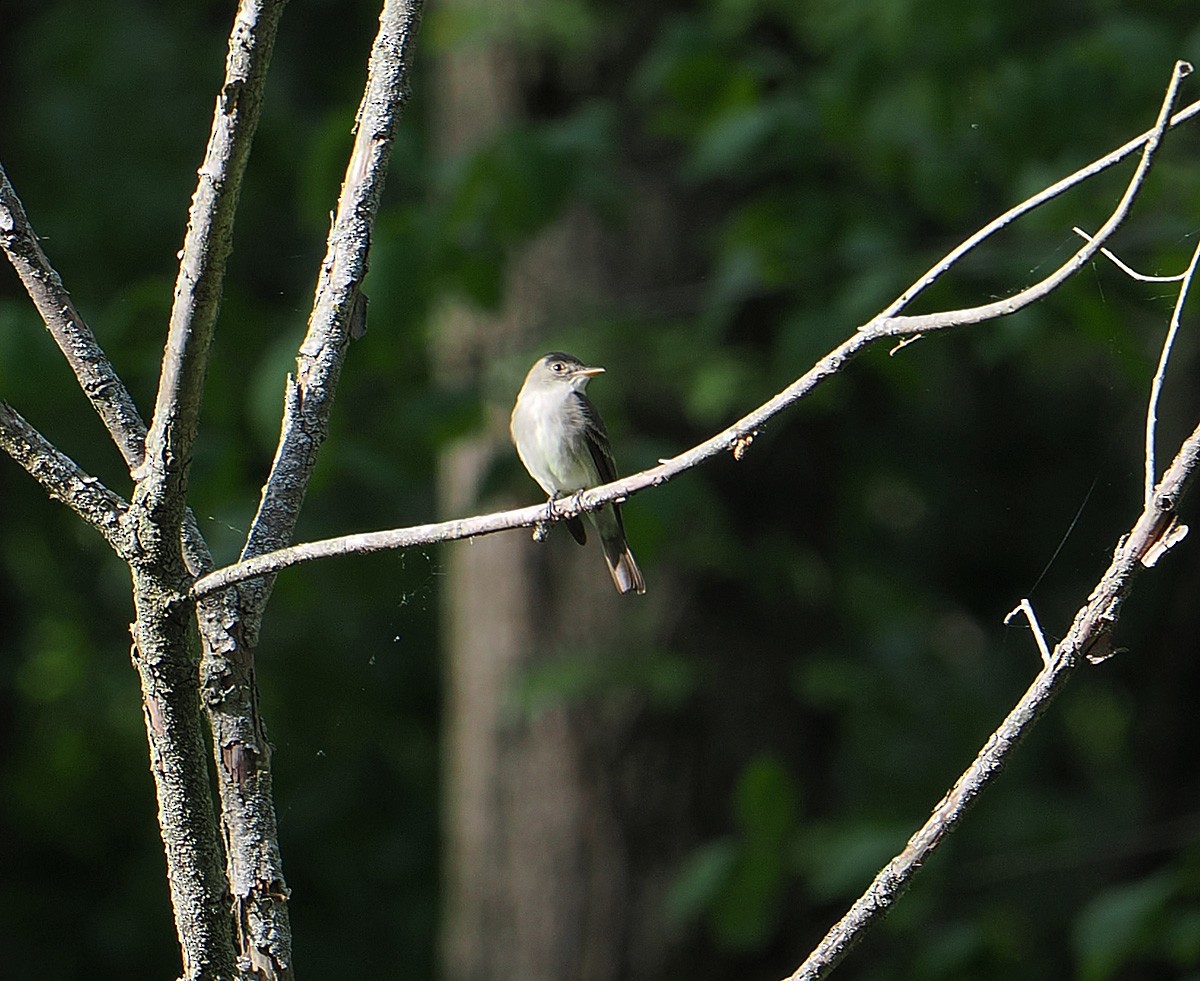 Eastern Wood-Pewee - ML639437882