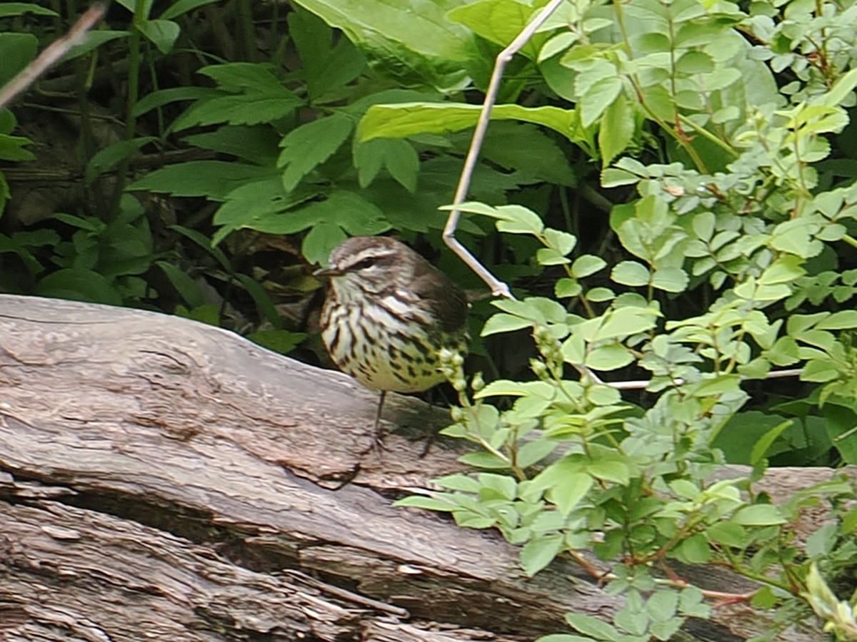 Northern Waterthrush - ML639437897