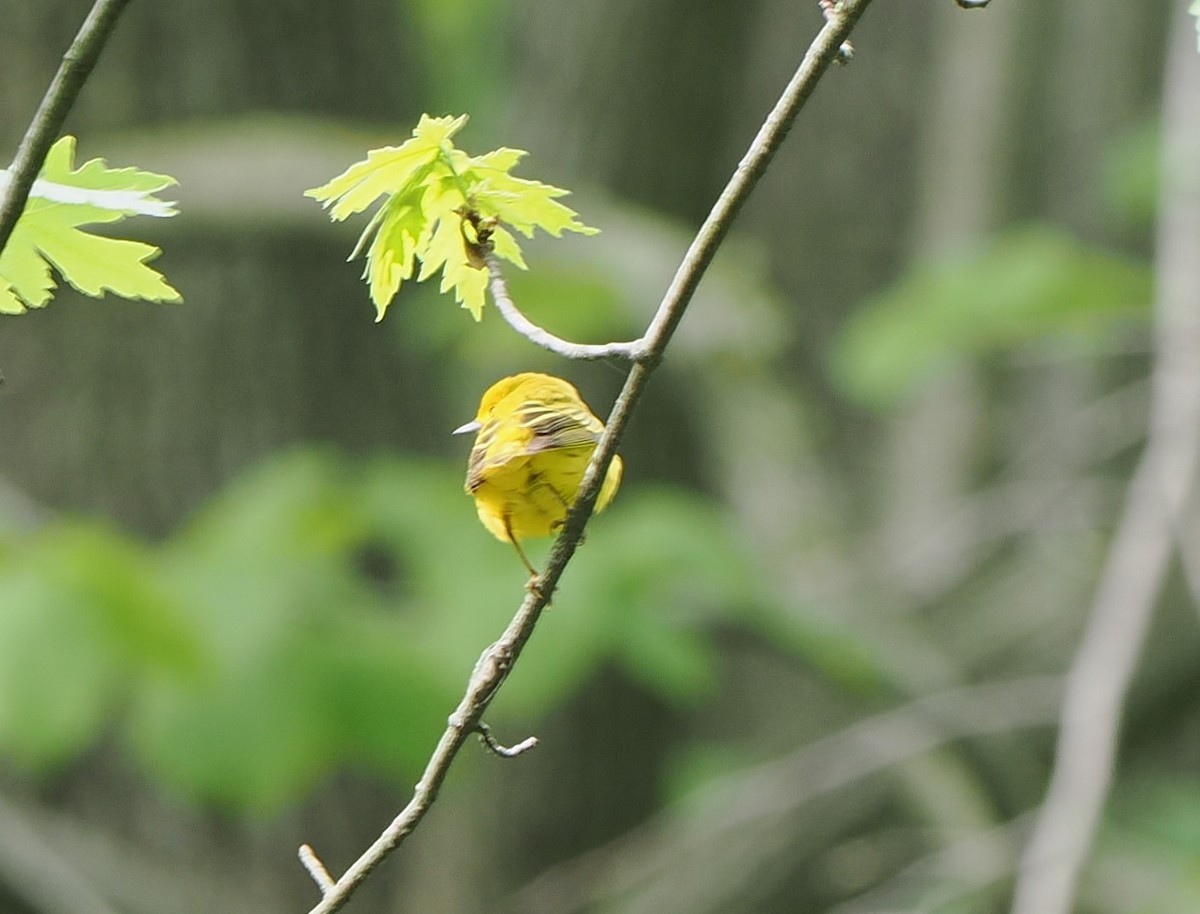 Yellow Warbler - ML639437905