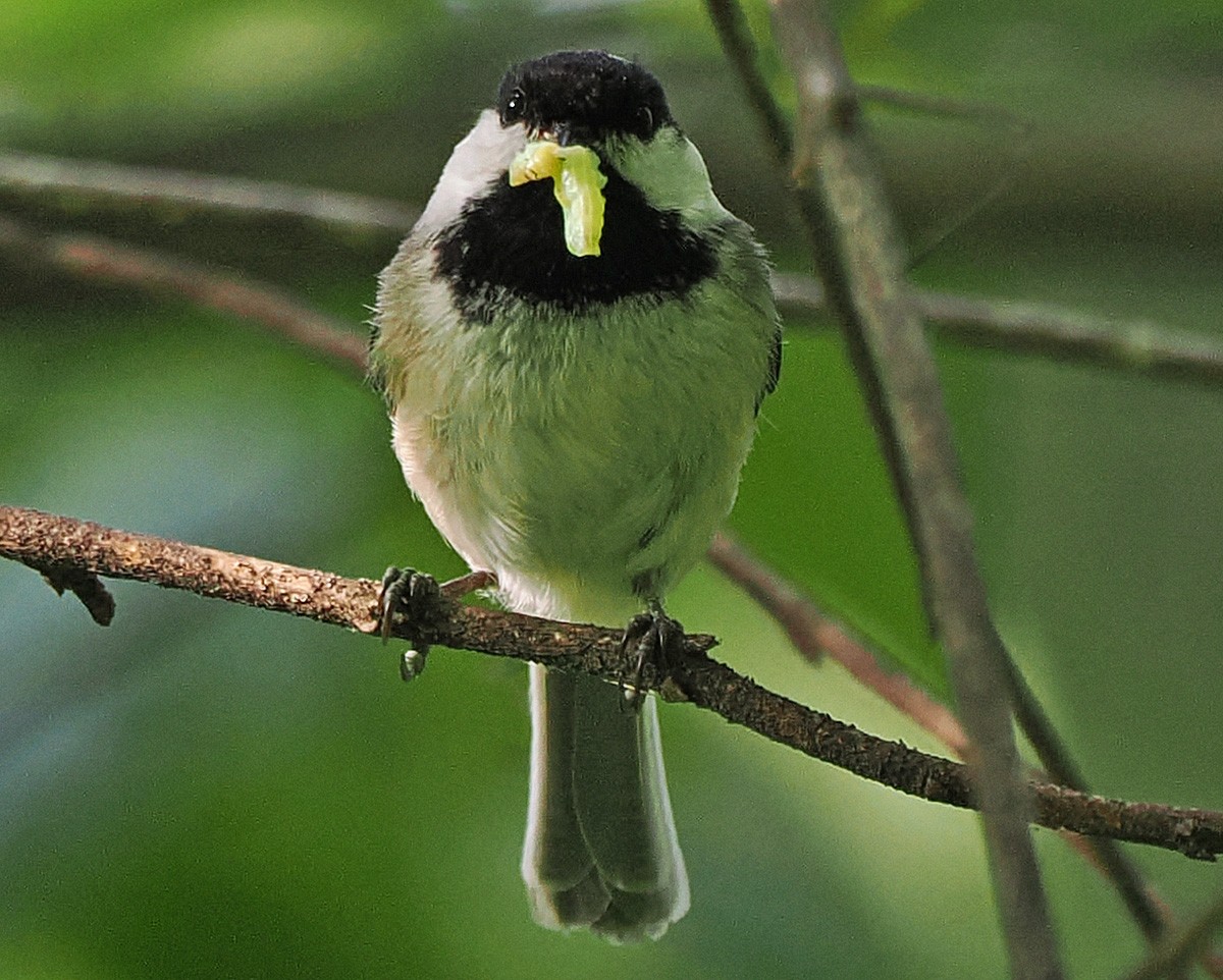Black-capped Chickadee - ML639437916