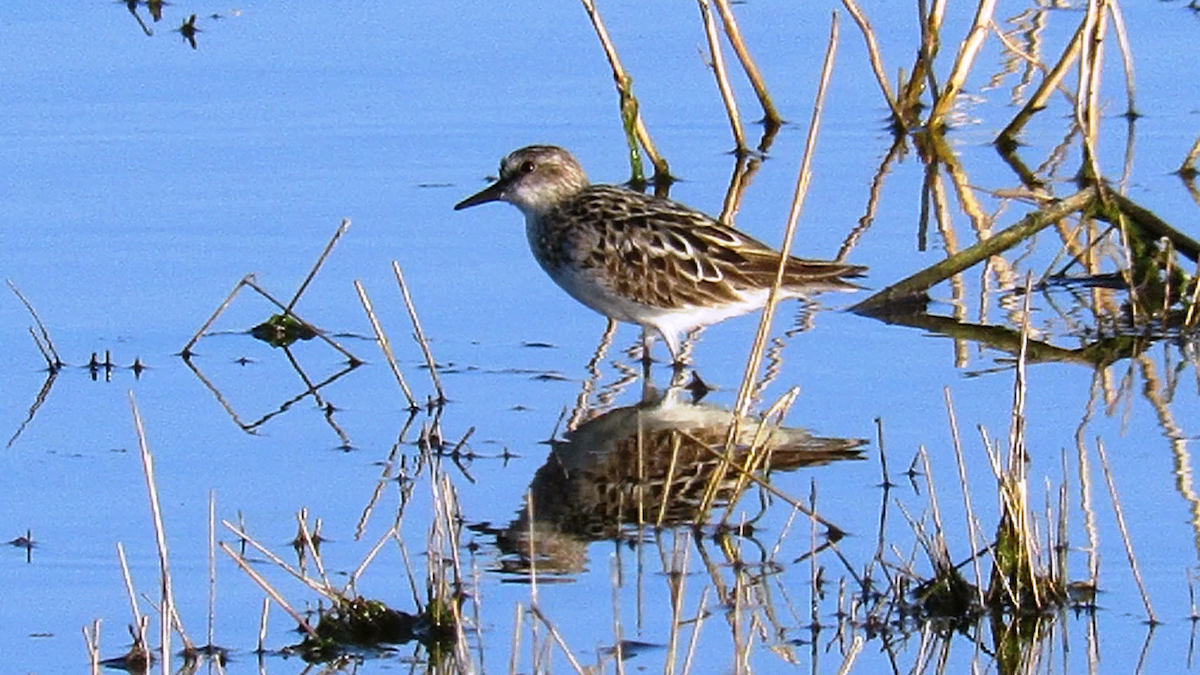 Least Sandpiper - shawn richmond