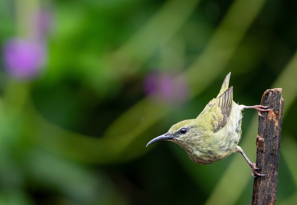 Red-legged Honeycreeper - ML639438174
