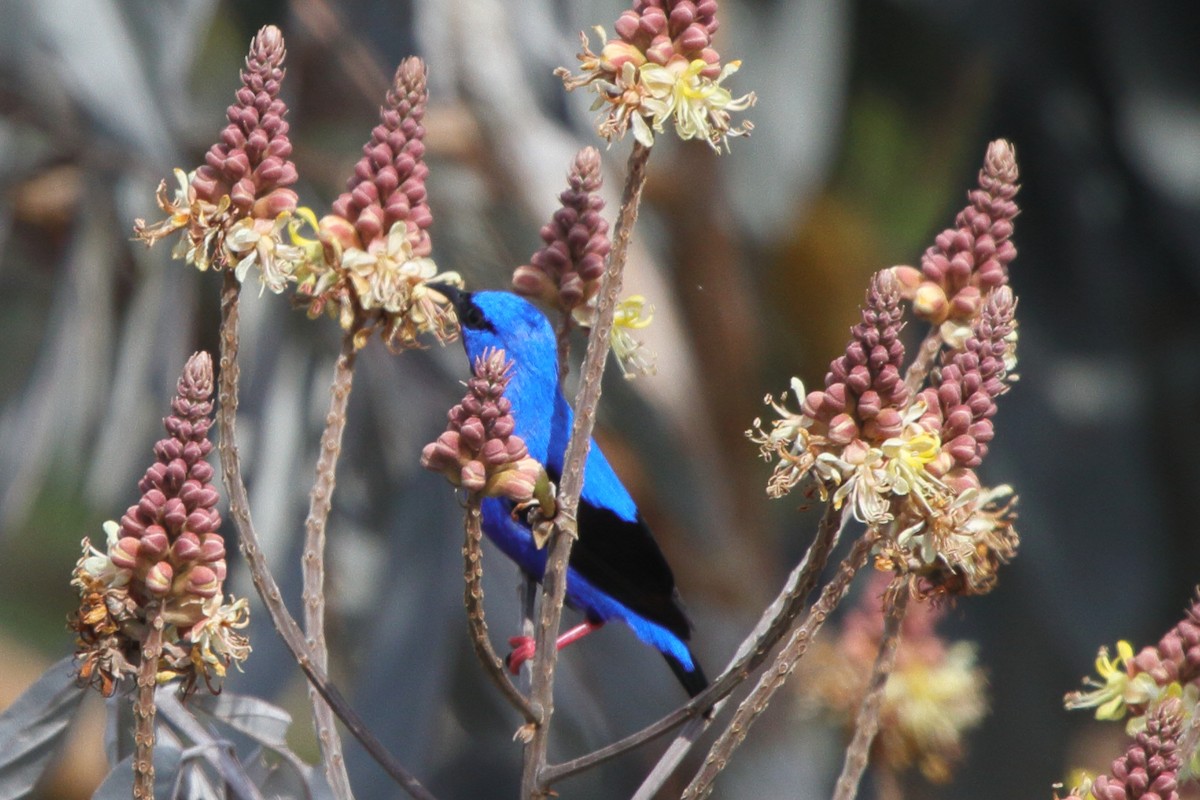 Red-legged Honeycreeper - ML639438181