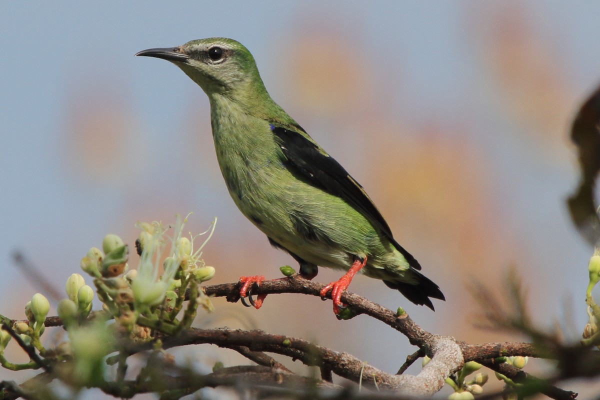 Red-legged Honeycreeper - ML639438198