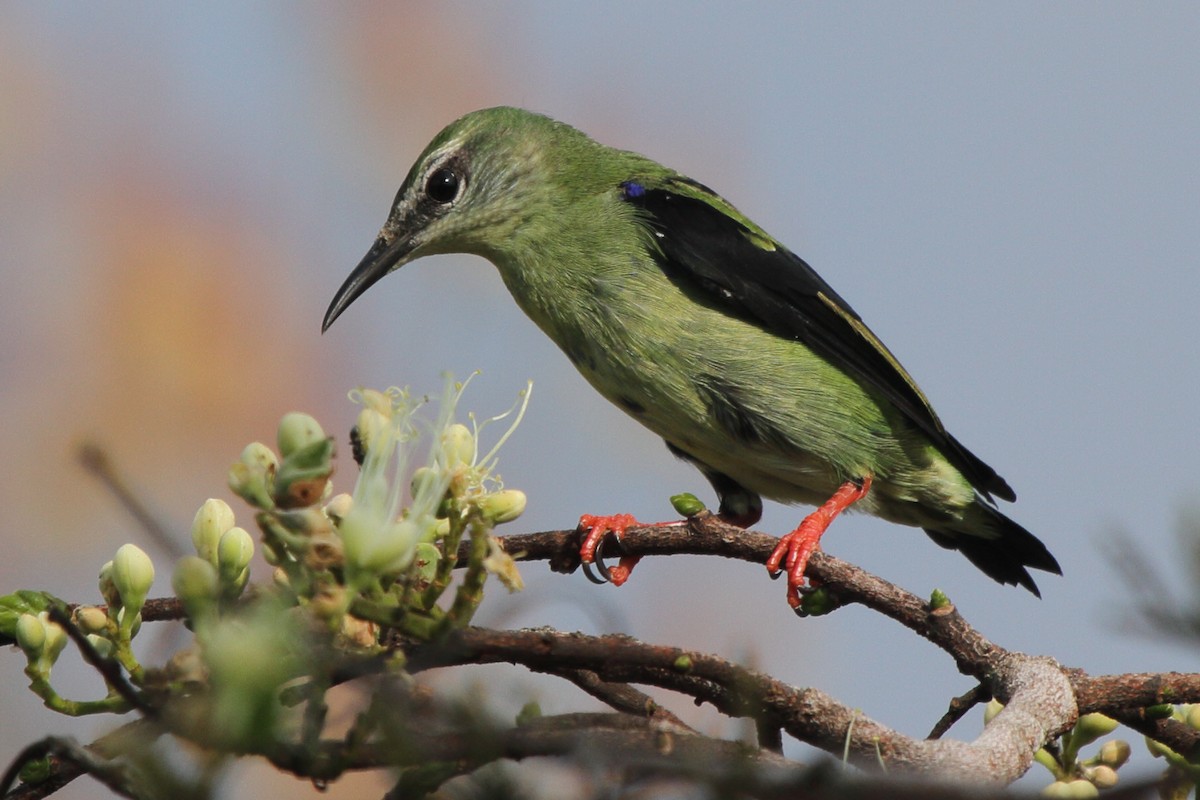Red-legged Honeycreeper - ML639438199
