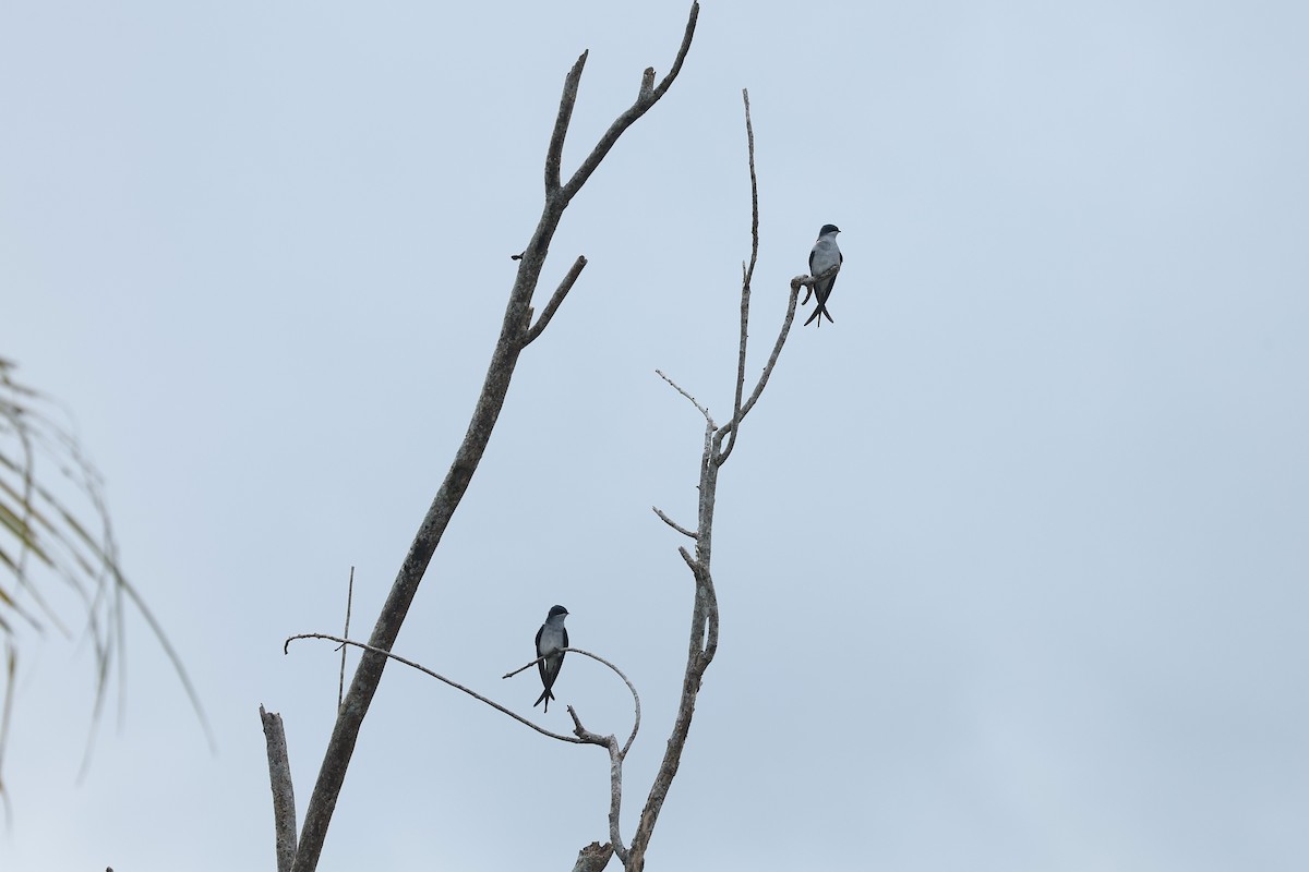 Gray-rumped Treeswift - ML639438240