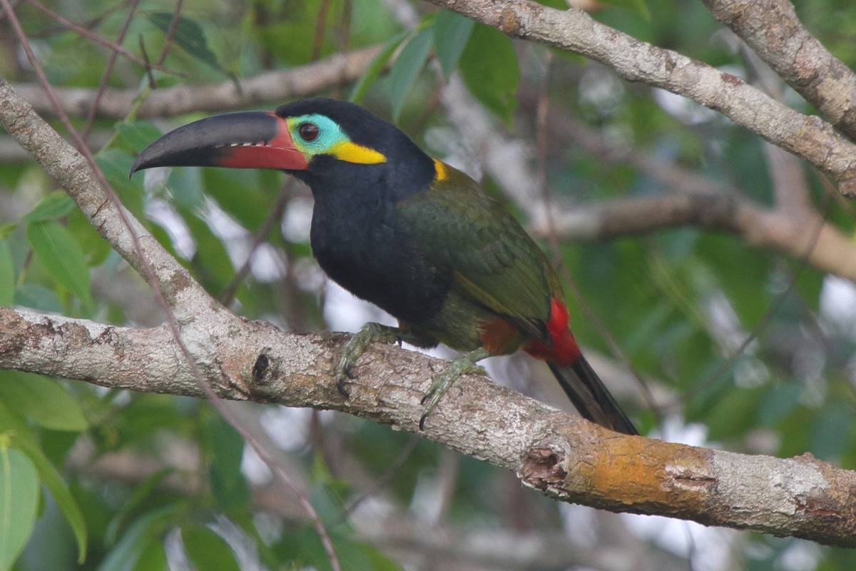 Guianan Toucanet - ML639438269
