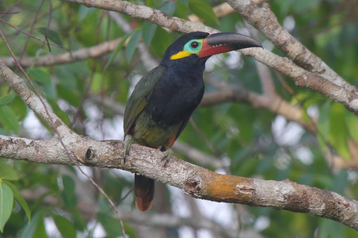 Guianan Toucanet - ML639438270