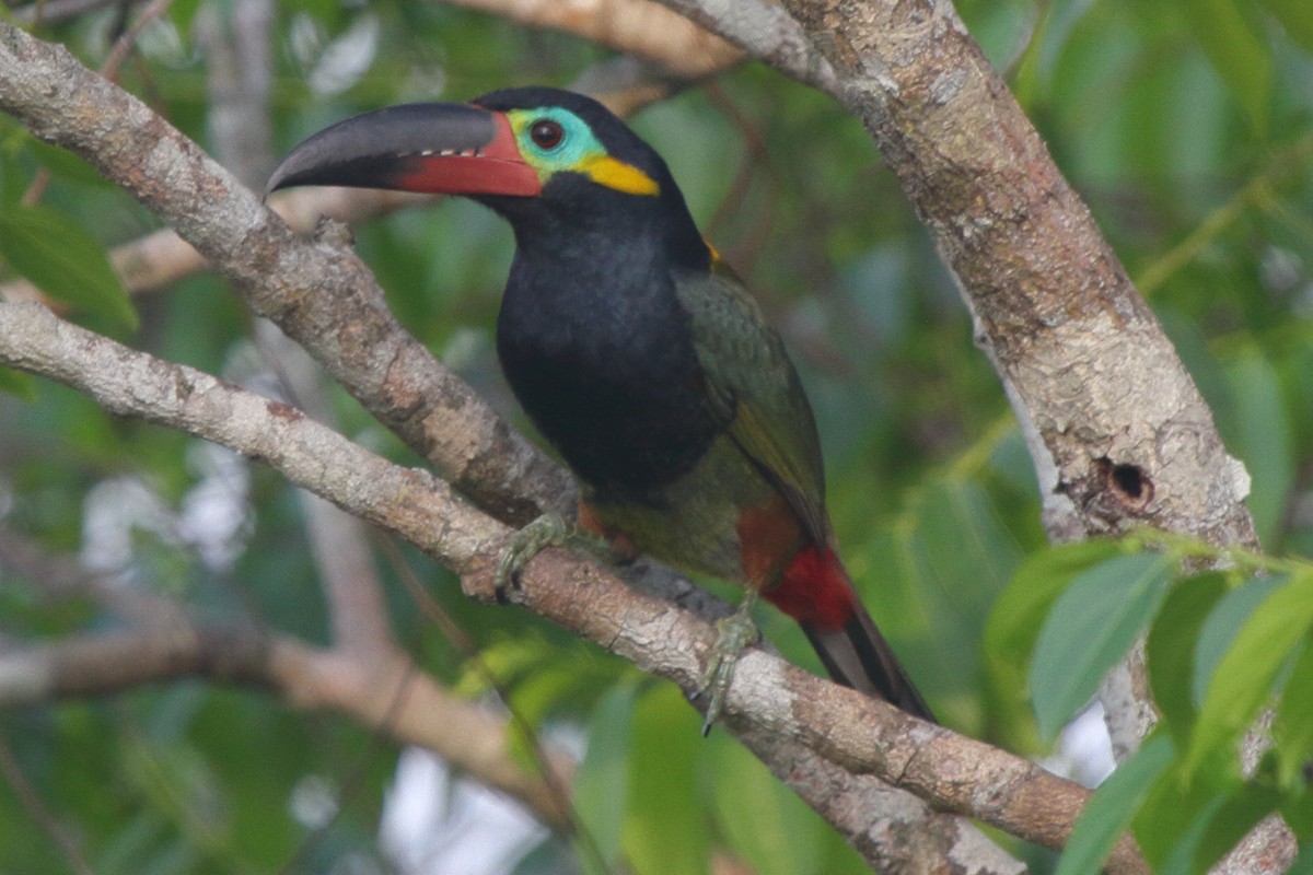Guianan Toucanet - ML639438271