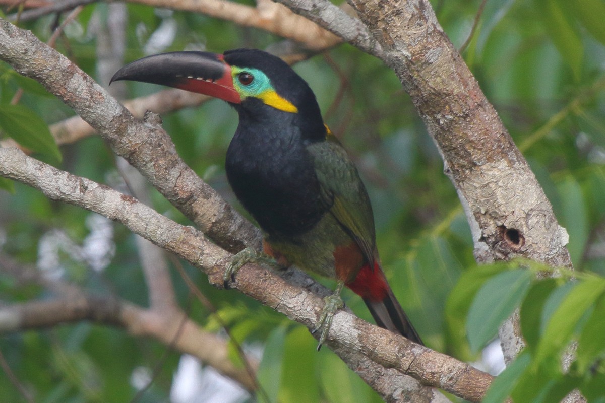 Guianan Toucanet - ML639438272