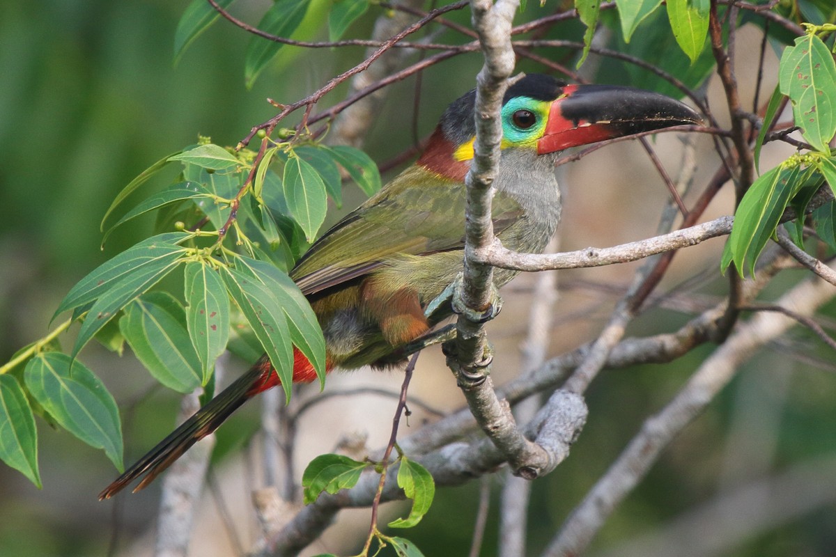 Guianan Toucanet - ML639438273