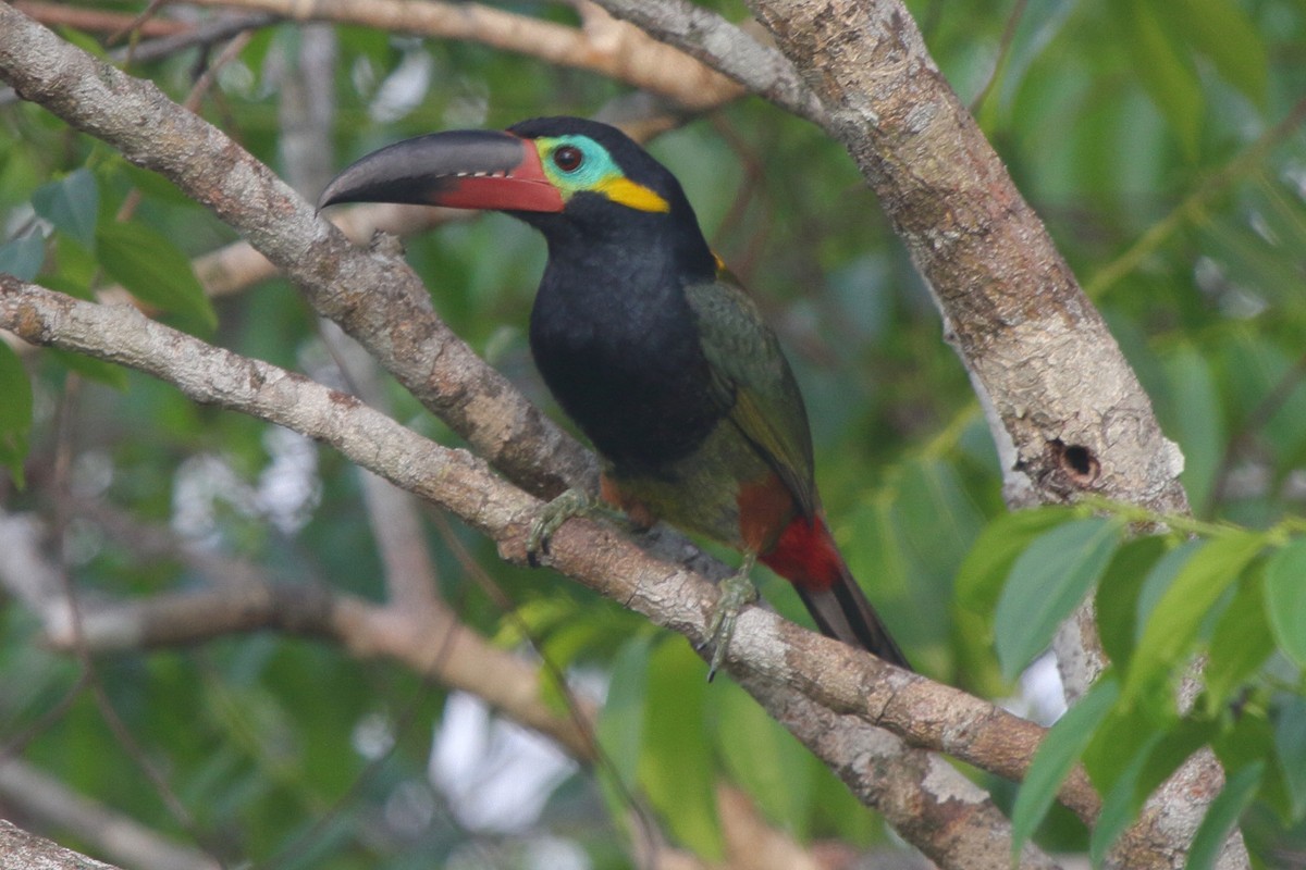 Guianan Toucanet - ML639438274