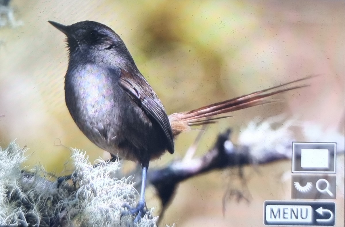 Puna Thistletail - ML639438300