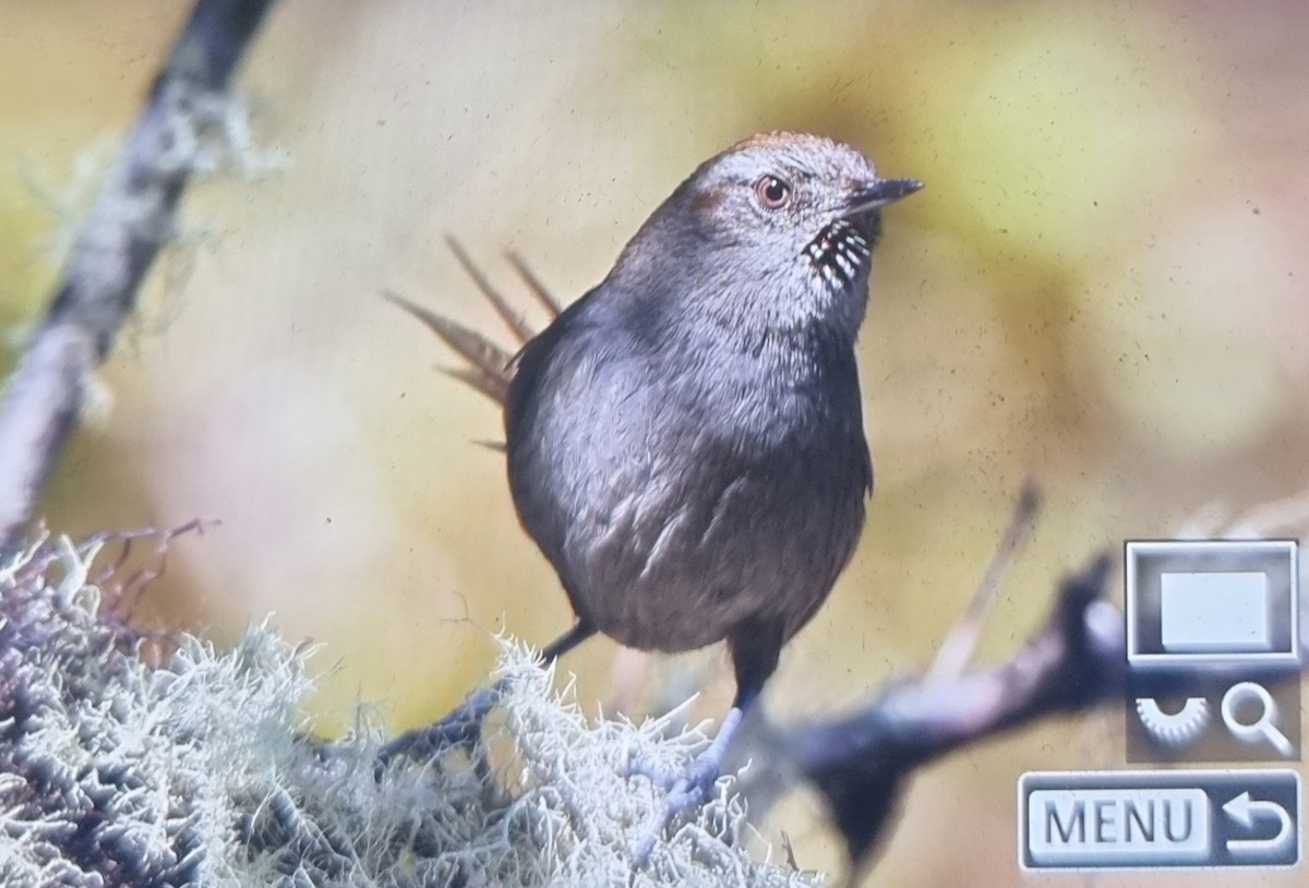 Puna Thistletail - ML639438308