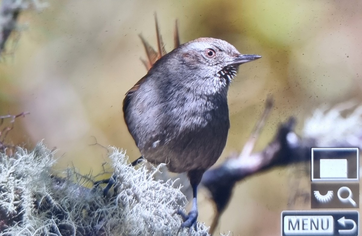 Puna Thistletail - ML639438314