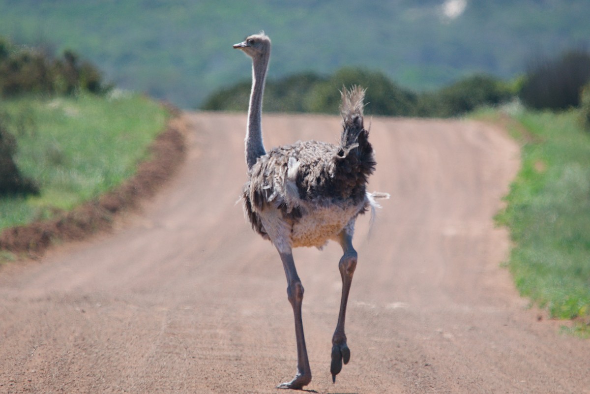 Common Ostrich - ML639438489