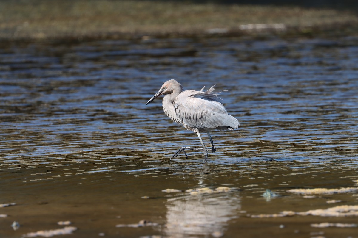Reddish Egret - ML639438502