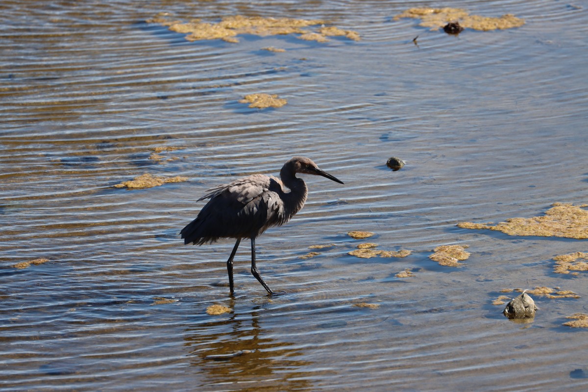 Reddish Egret - ML639438503