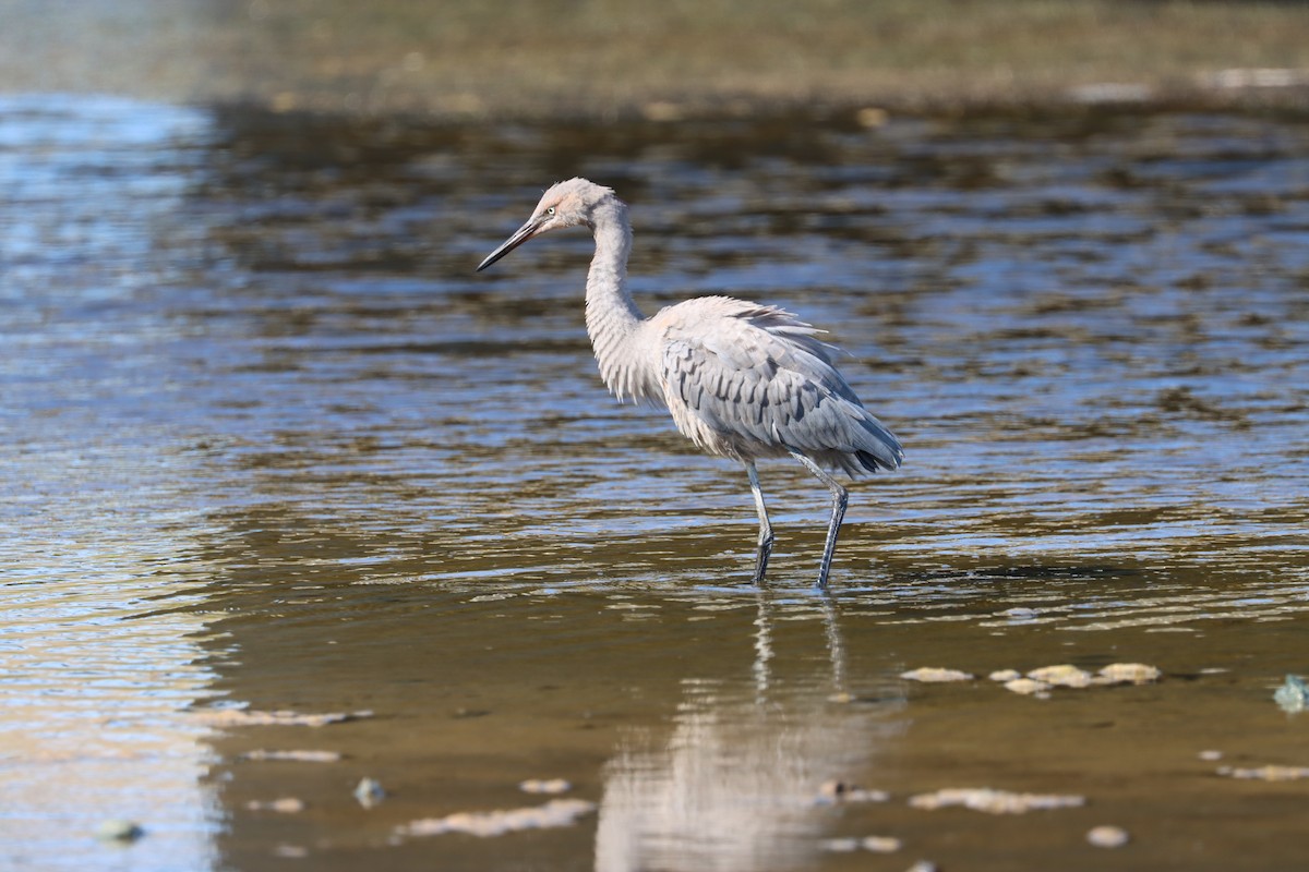 Reddish Egret - ML639438504