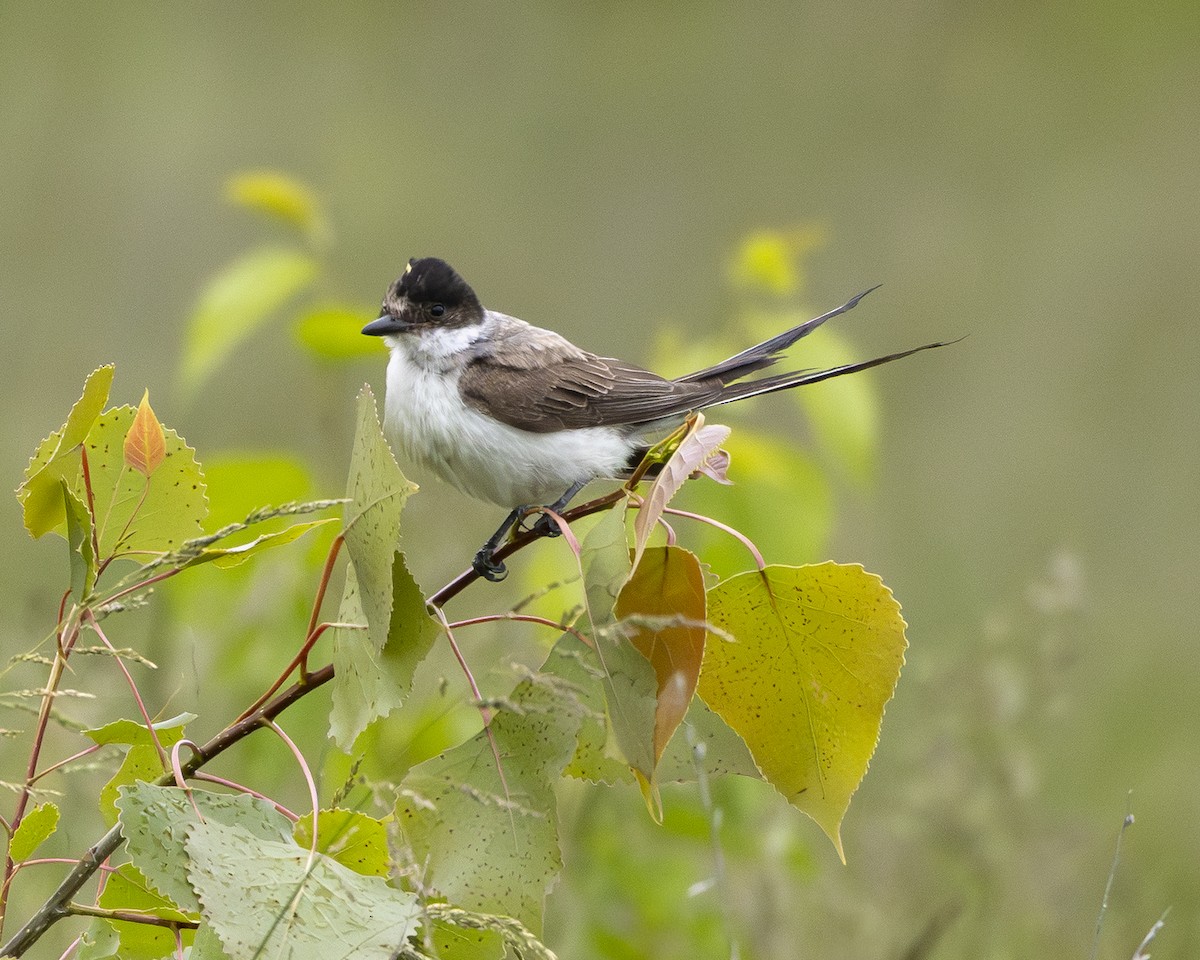 Fork-tailed Flycatcher (savana) - ML639438539