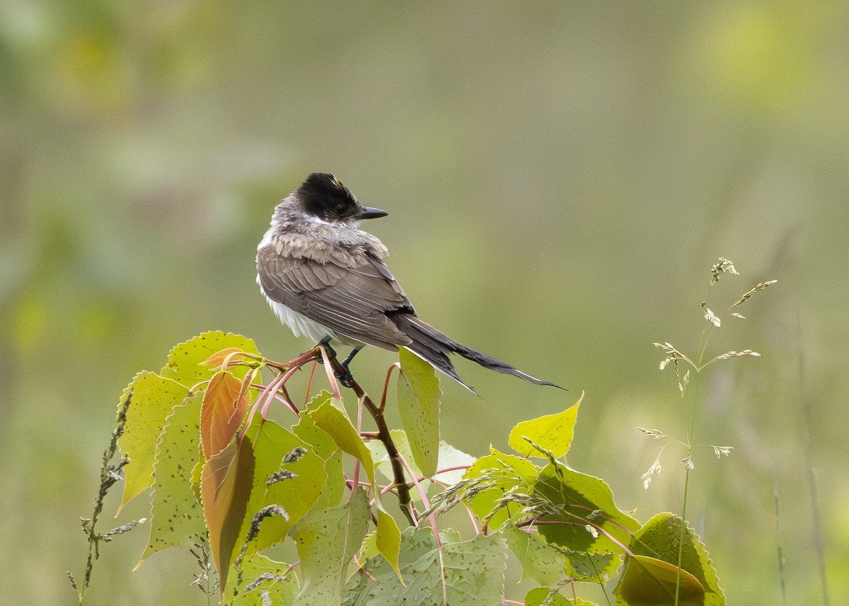 Fork-tailed Flycatcher (savana) - ML639438540
