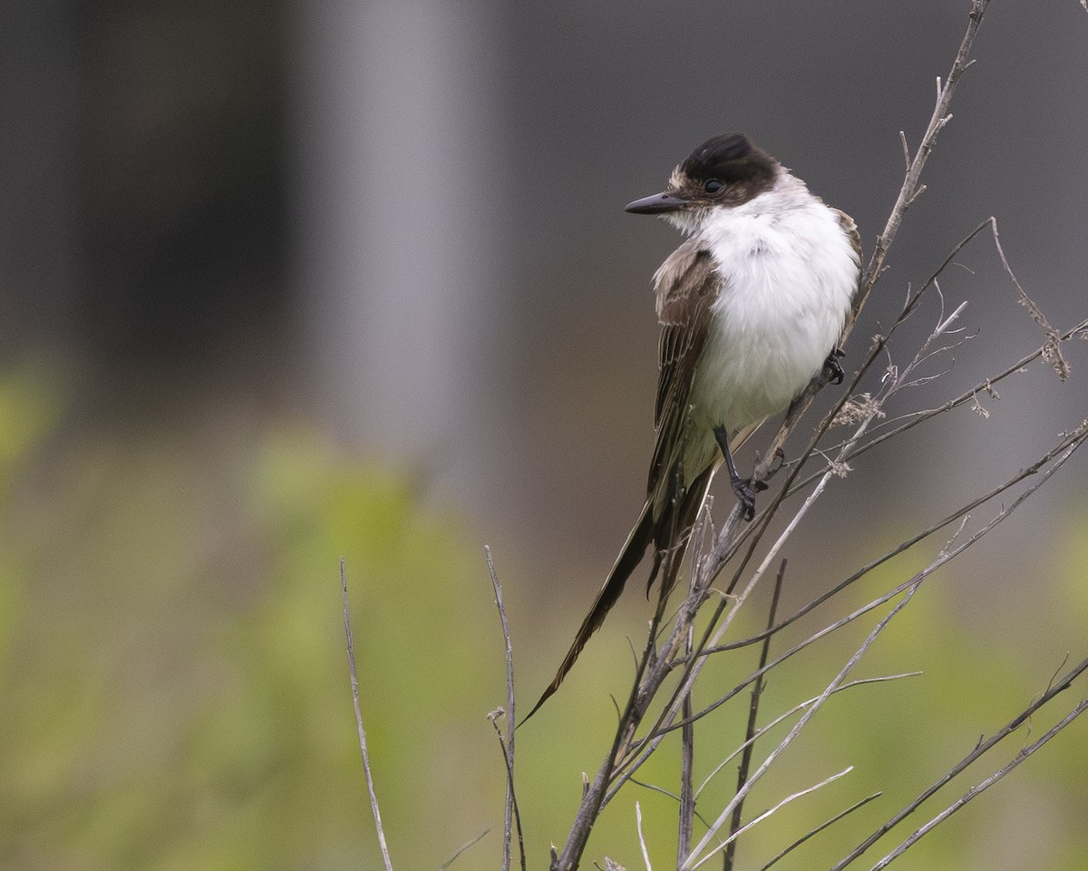 Fork-tailed Flycatcher (savana) - ML639438542