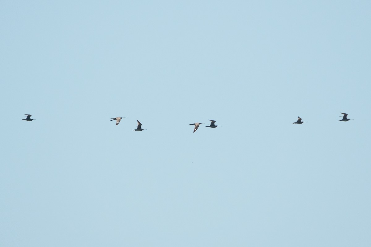 koliha malá - ML639438598