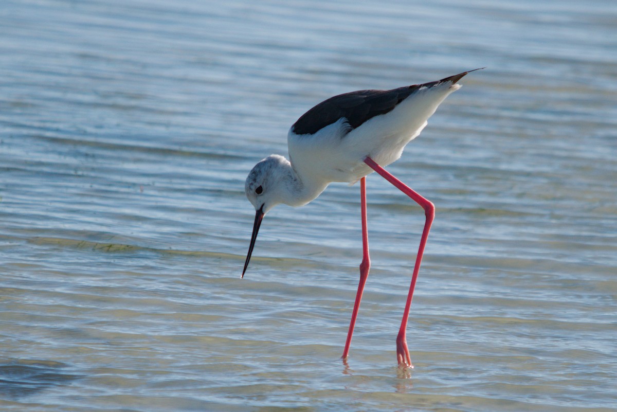 Black-winged Stilt - ML639438624