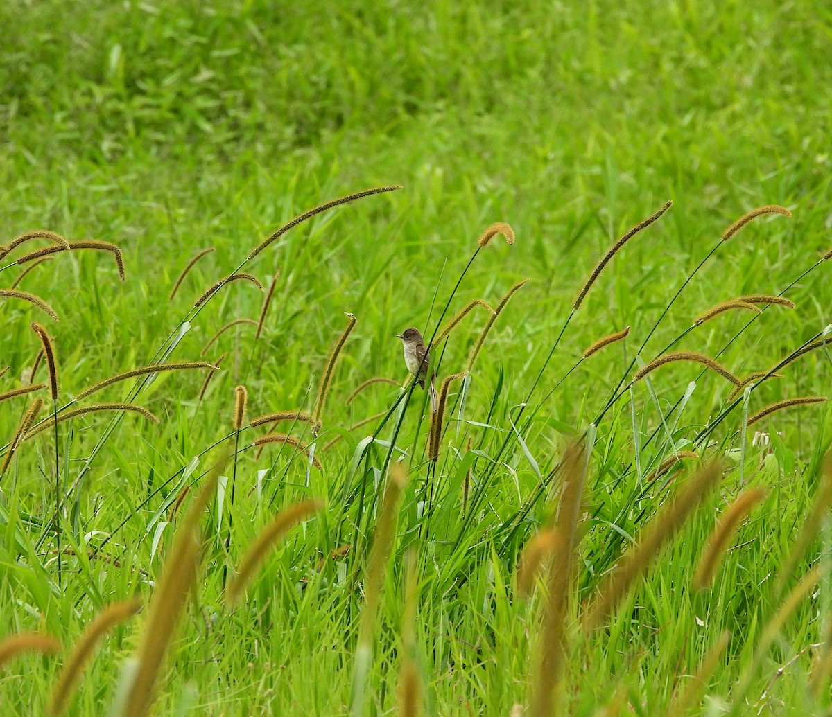 White-throated Flycatcher - ML639438636