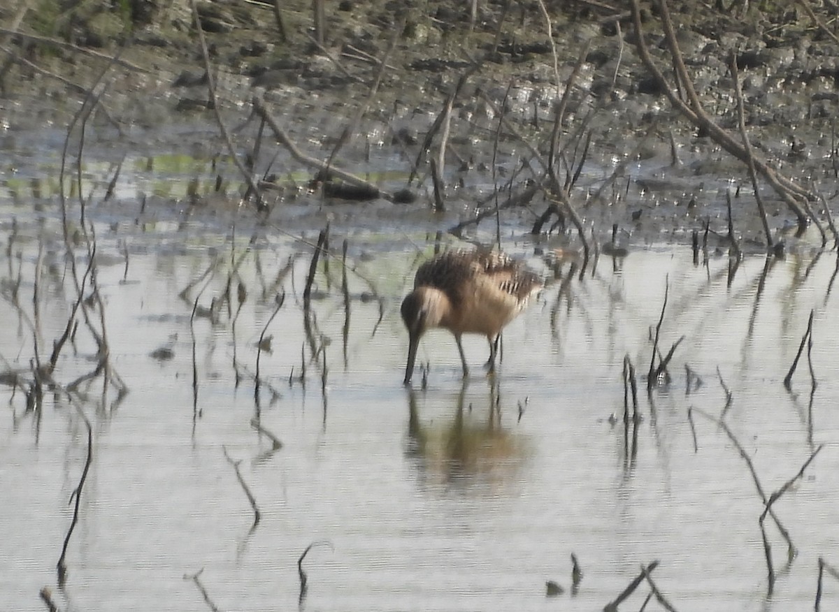 Short-billed/Long-billed Dowitcher - ML639438678