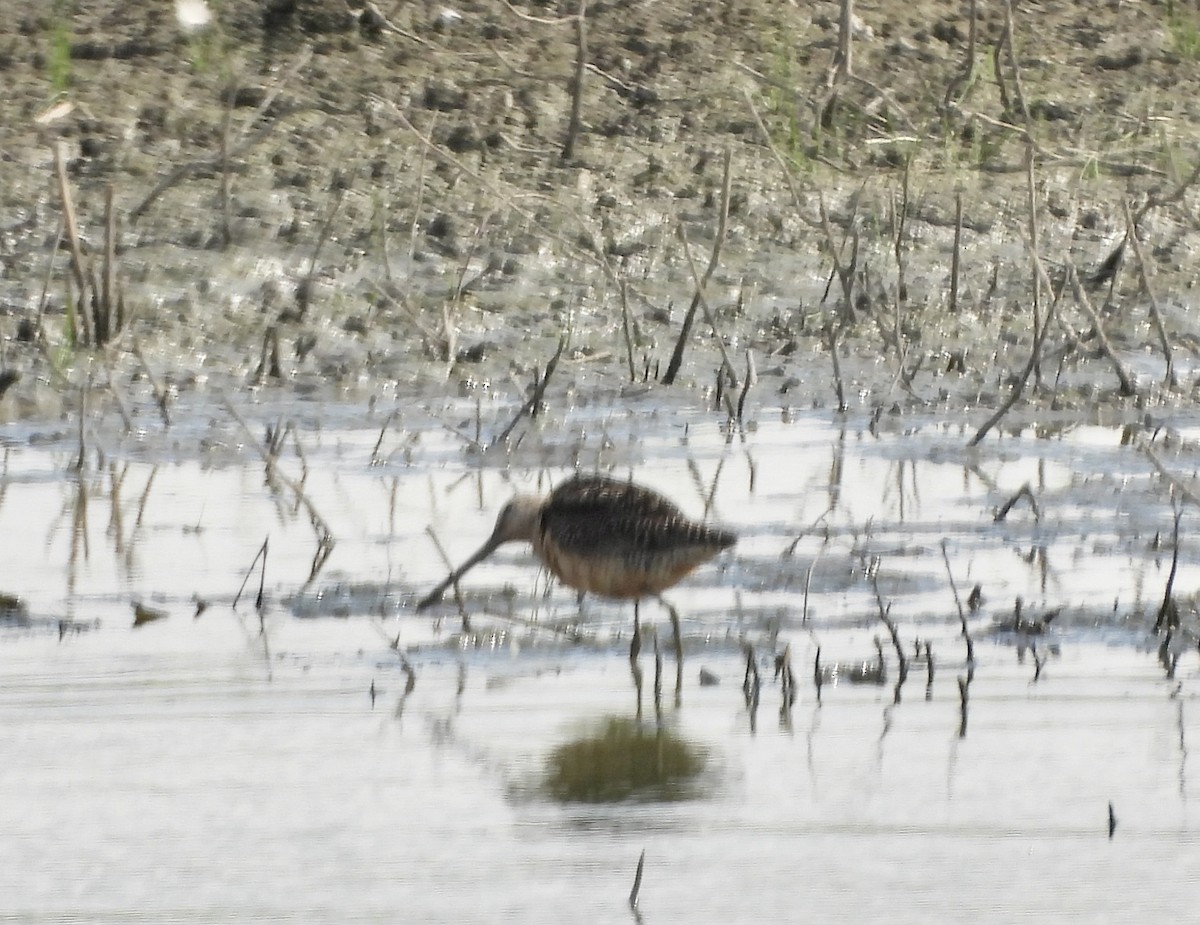 Short-billed/Long-billed Dowitcher - ML639438679