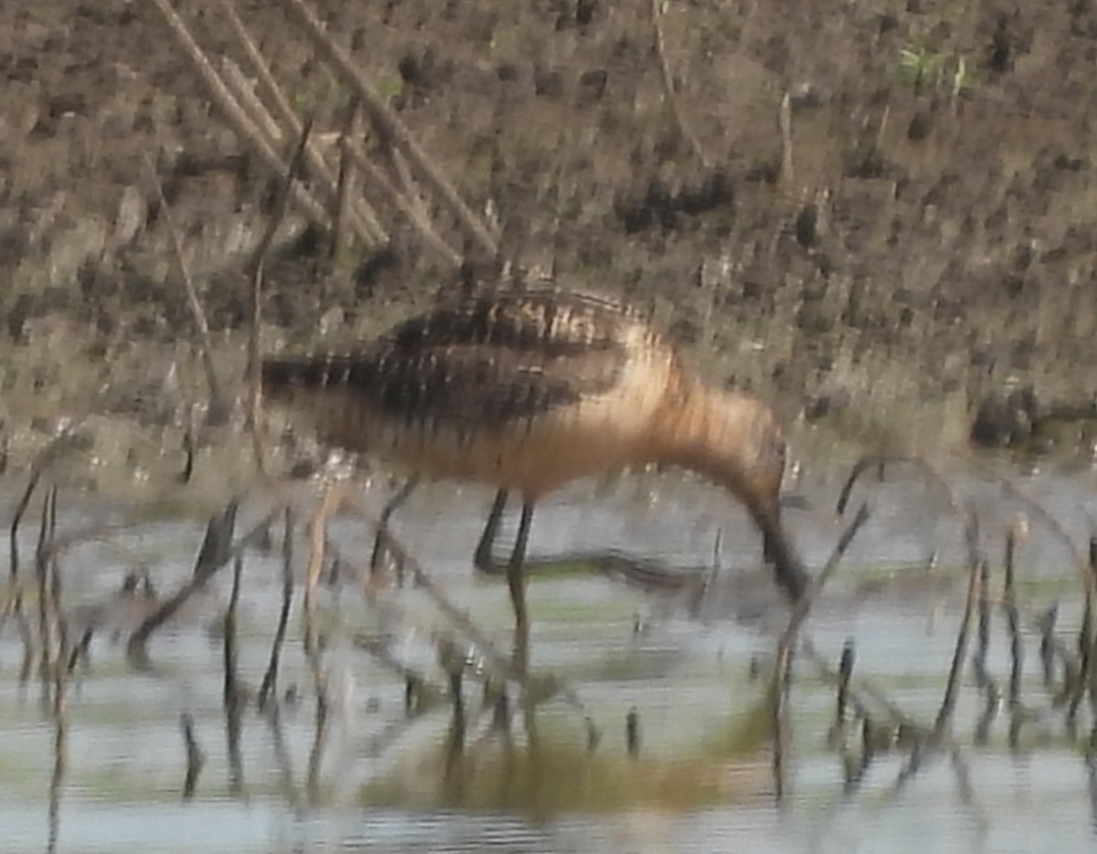 Short-billed/Long-billed Dowitcher - ML639438681