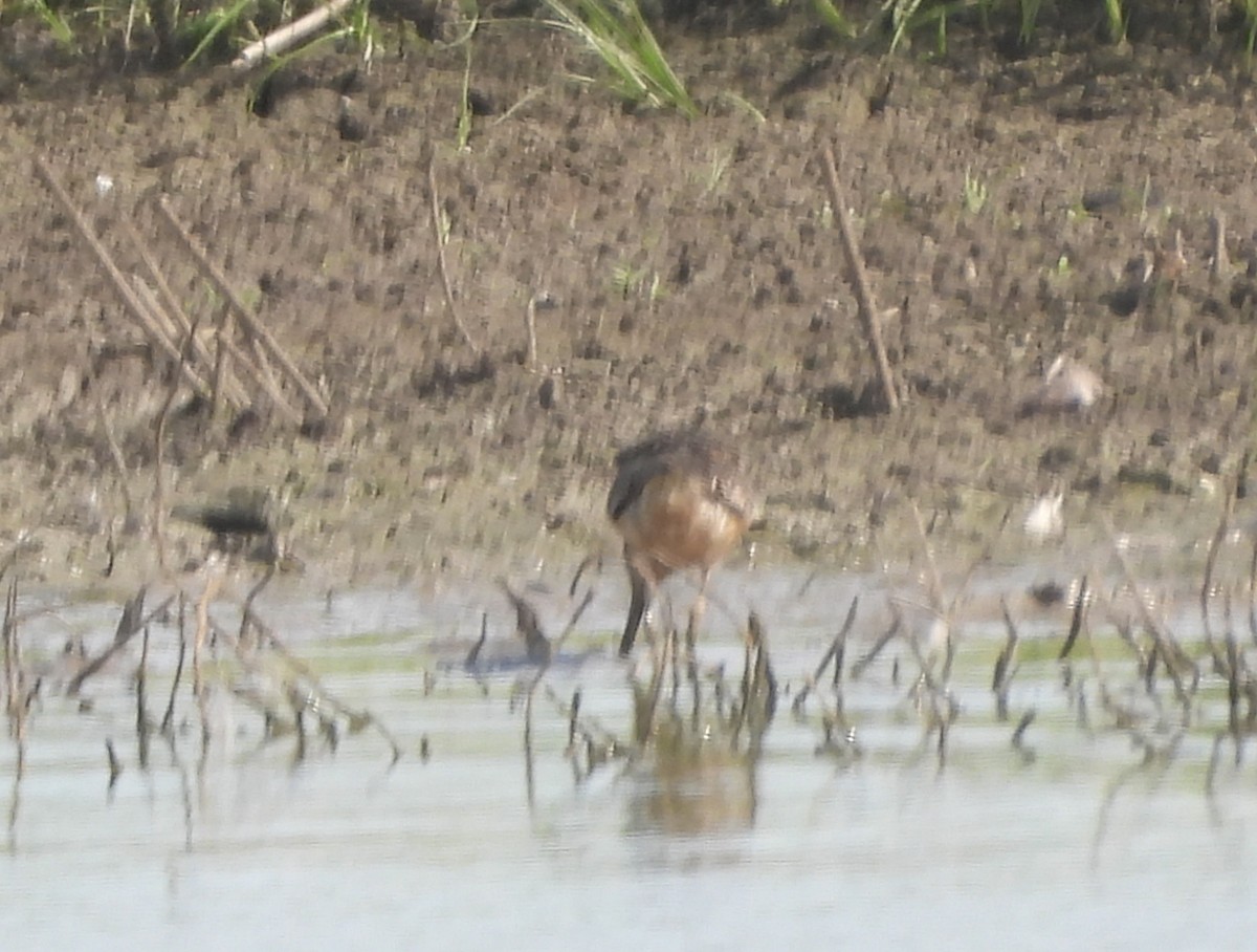 Short-billed/Long-billed Dowitcher - ML639438682