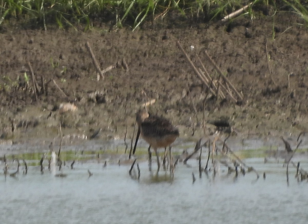 Short-billed/Long-billed Dowitcher - ML639438683