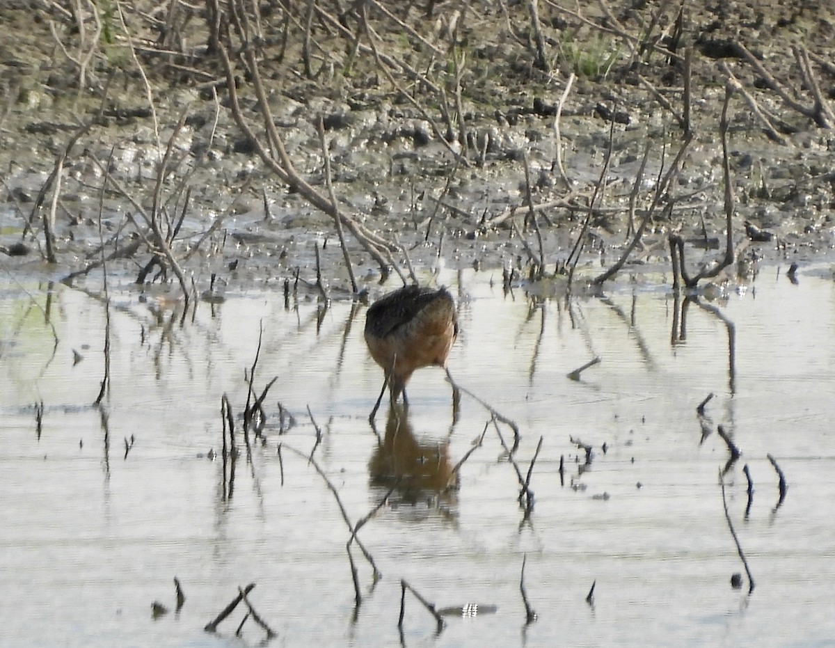 Short-billed/Long-billed Dowitcher - ML639438684