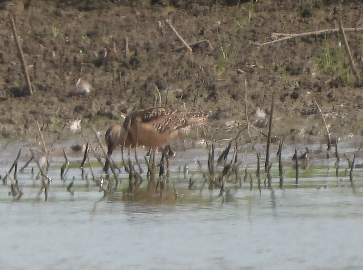Short-billed/Long-billed Dowitcher - ML639438685