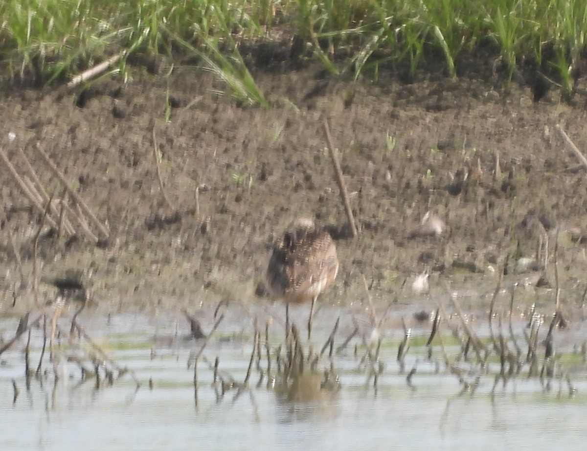 Short-billed/Long-billed Dowitcher - ML639438686