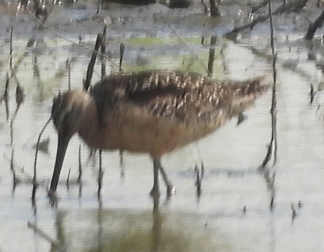 Short-billed/Long-billed Dowitcher - ML639438687