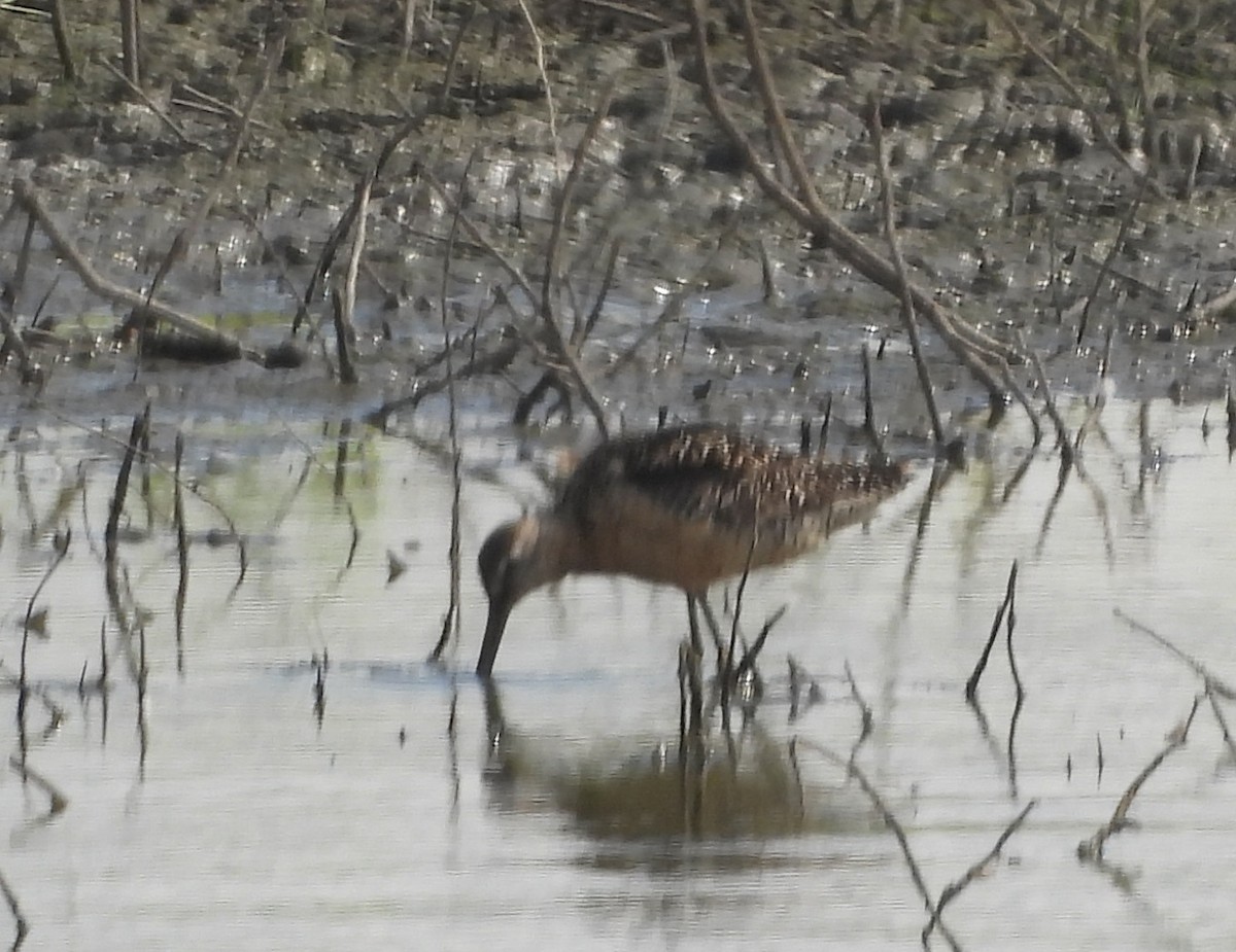 Short-billed/Long-billed Dowitcher - ML639438688