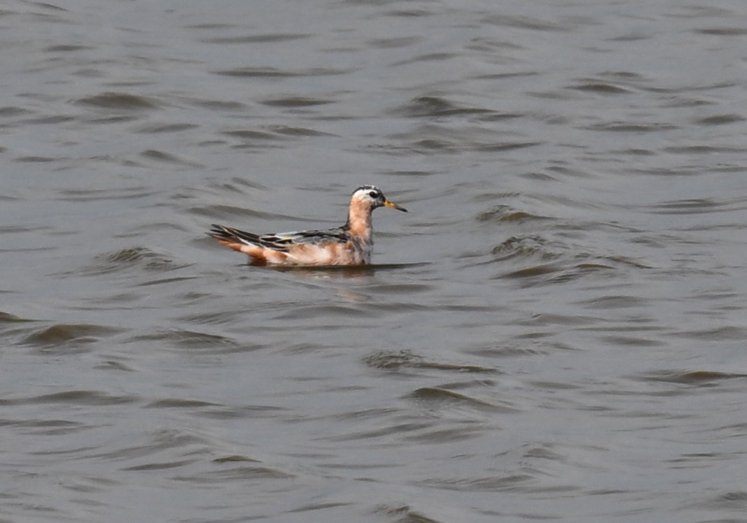 Red Phalarope - ML639438708