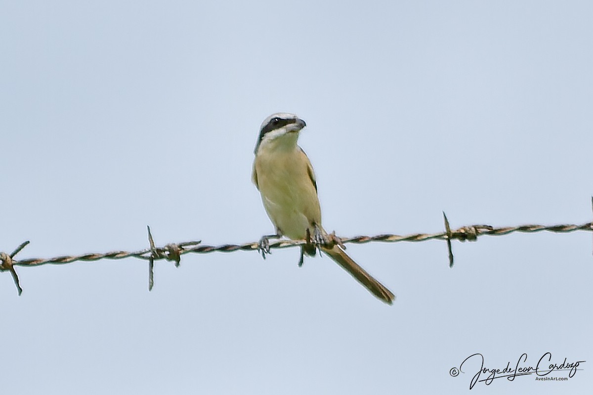 Brown Shrike (Philippine) - ML639438780