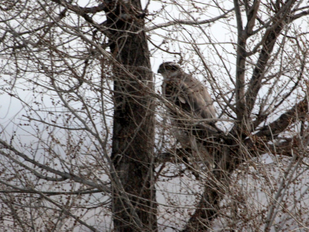 Eurasian Goshawk - ML639438808