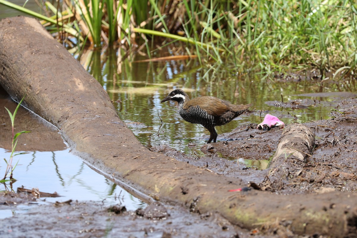 Barred Rail - ML639438823