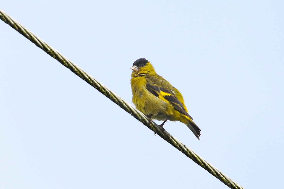 Andean Siskin - ML639438967