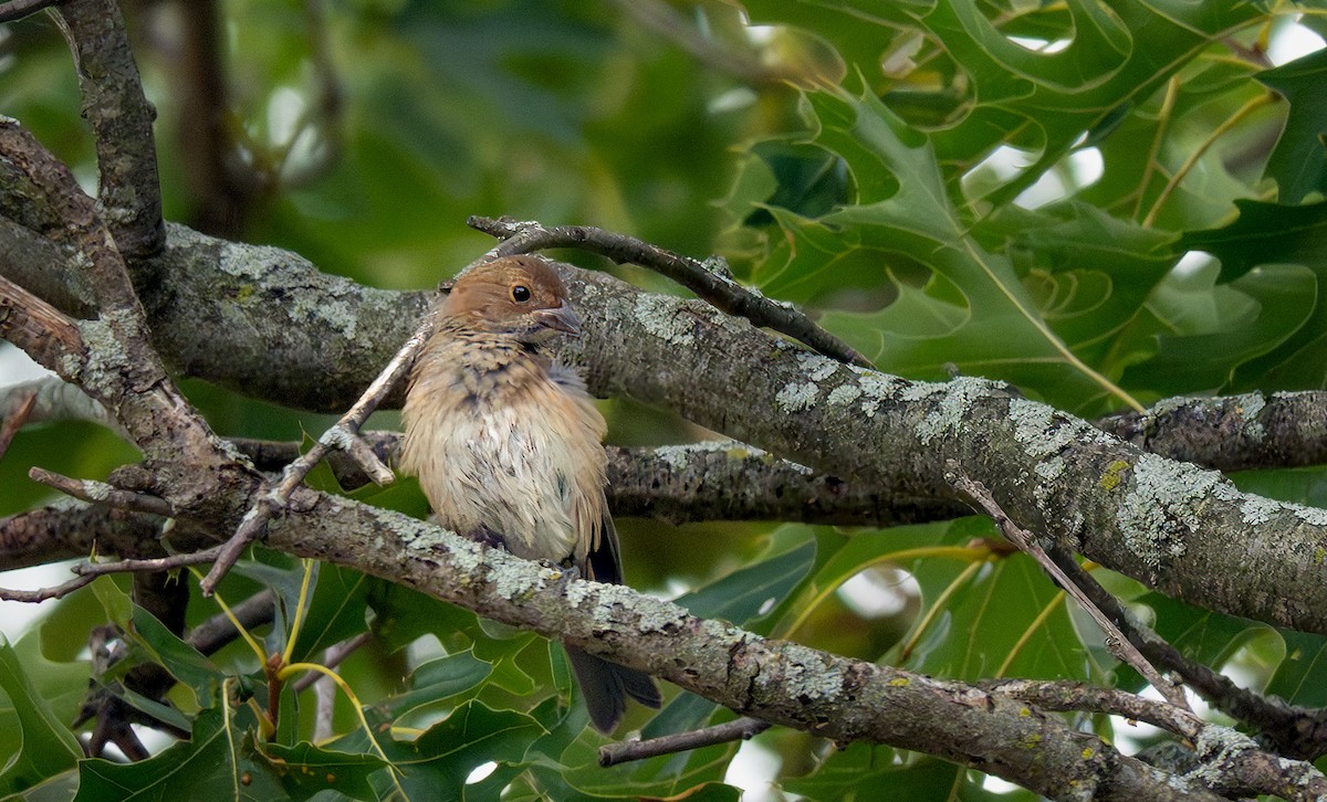 Indigo Bunting - ML639439163