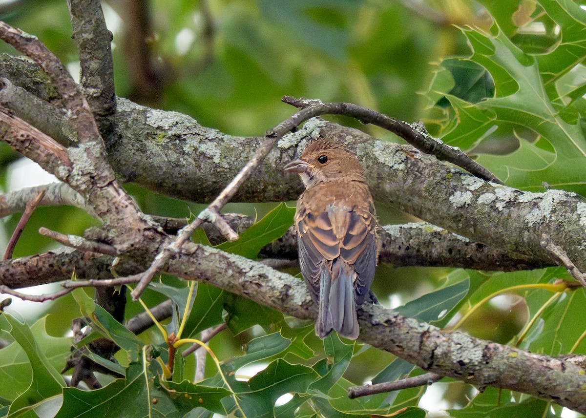 Indigo Bunting - ML639439164