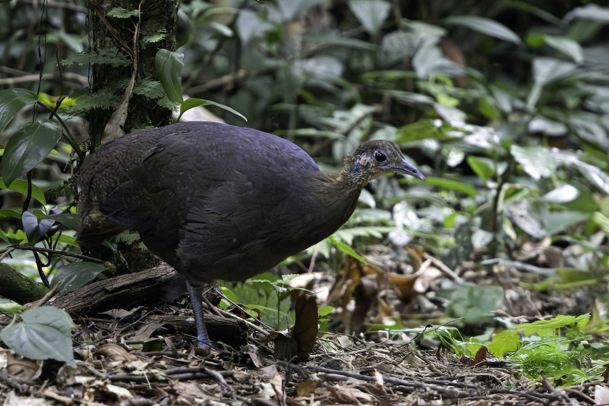 Solitary Tinamou - ML639439181