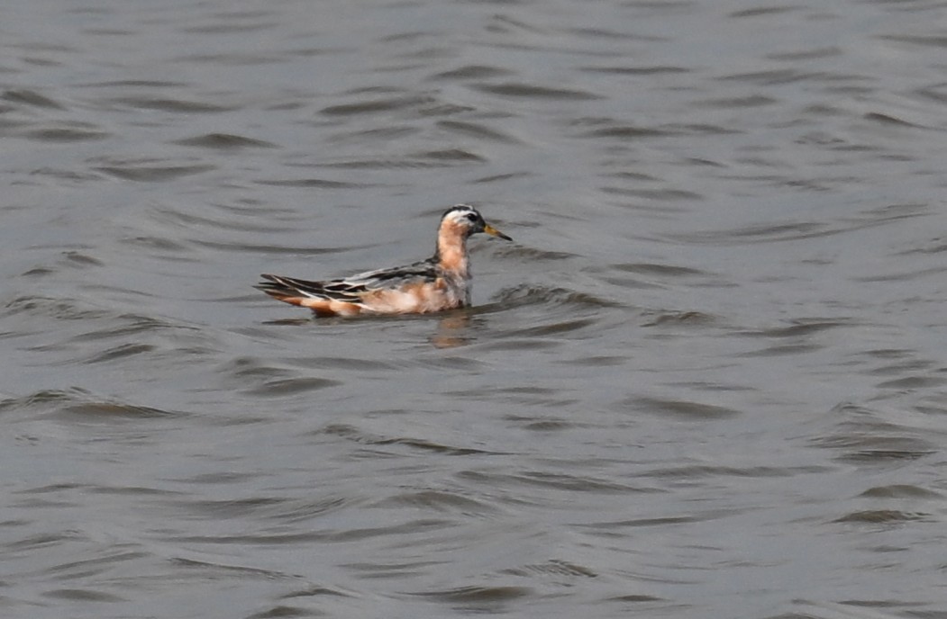 Red Phalarope - ML639439187
