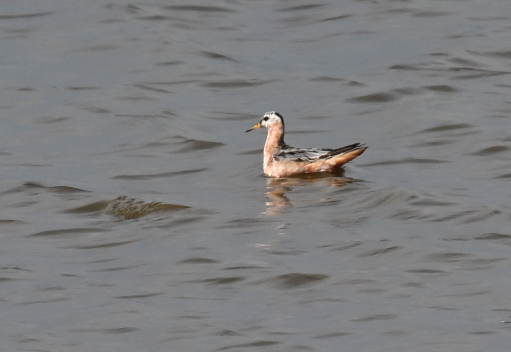Red Phalarope - ML639439188