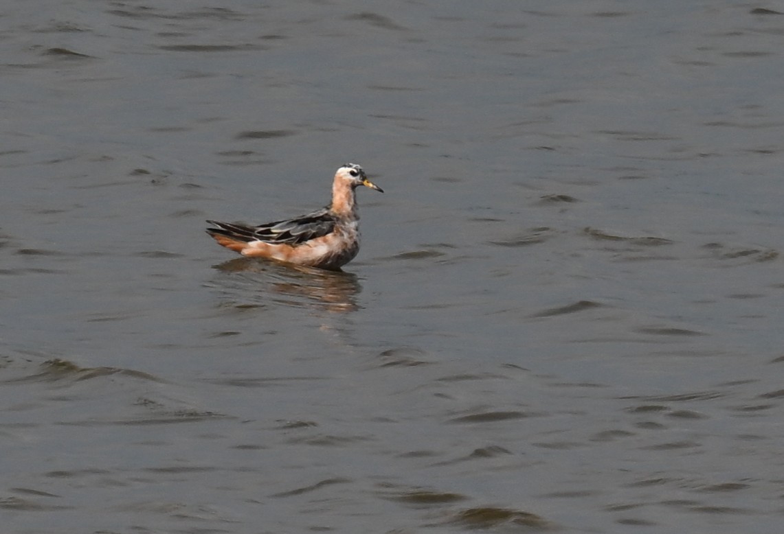 Red Phalarope - ML639439189